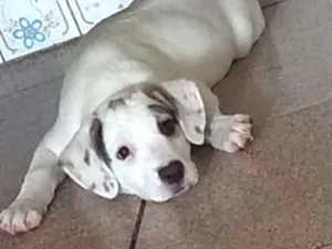 Cachorro raça Mestiça de beagle idade 2 a 6 meses nome Onze