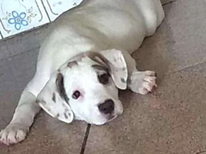 Cachorro ra a Mestiça de beagle idade 2 a 6 meses nome Onze