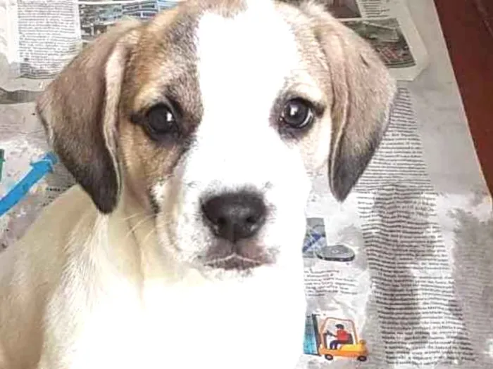Cachorro ra a Mestiça de beagle idade 2 a 6 meses nome Lorena