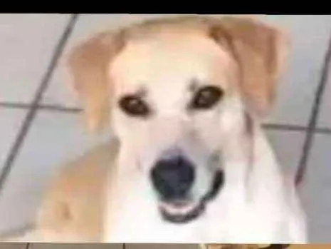 Cachorro ra a Vira-lata idade 3 anos nome Laika