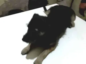 Cachorro raça Sem raça definida  idade 7 a 11 meses nome Paloma