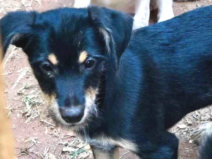 Cachorro ra a Srd idade  nome Yuri