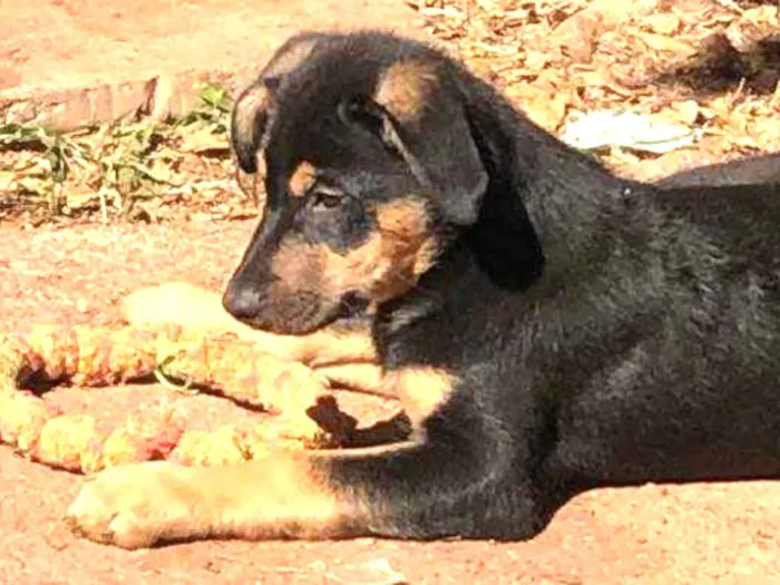 Cachorro ra a Srd idade  nome Yago