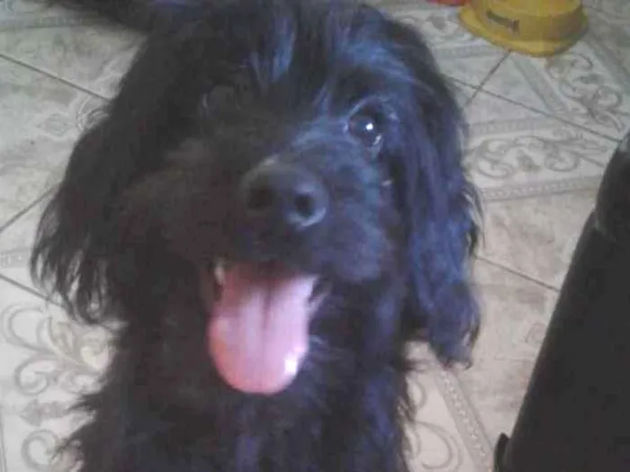 Cachorro ra a Poodle idade 2 a 6 meses nome Thor