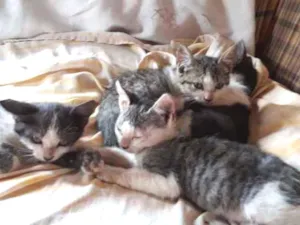 Gato raça  idade Abaixo de 2 meses nome Nao tem nome 