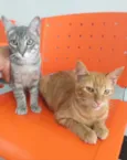 Nino e Pepeu 