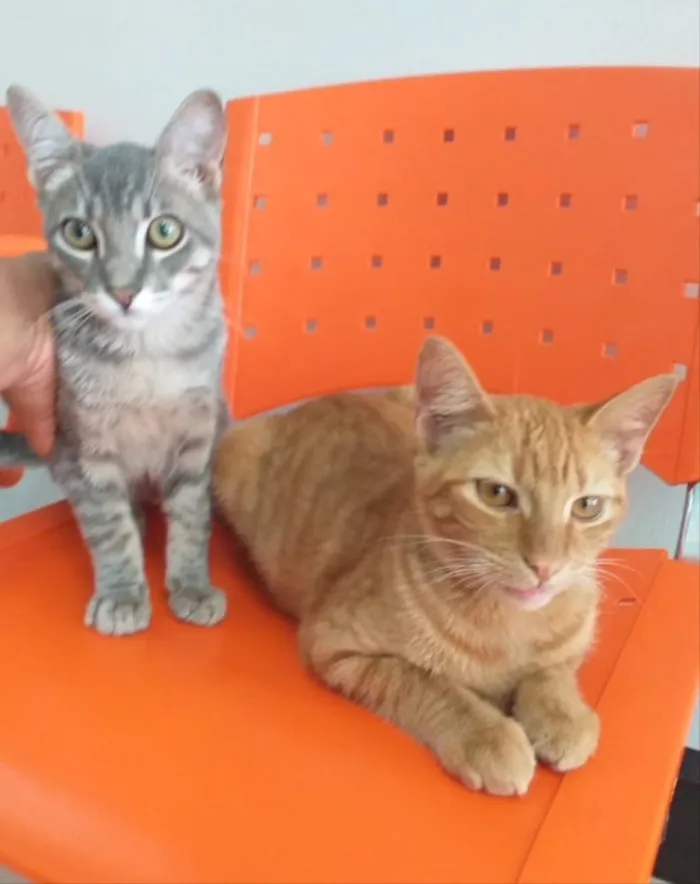 Gato ra a SRD  idade 2 a 6 meses nome Nino e Pepeu 