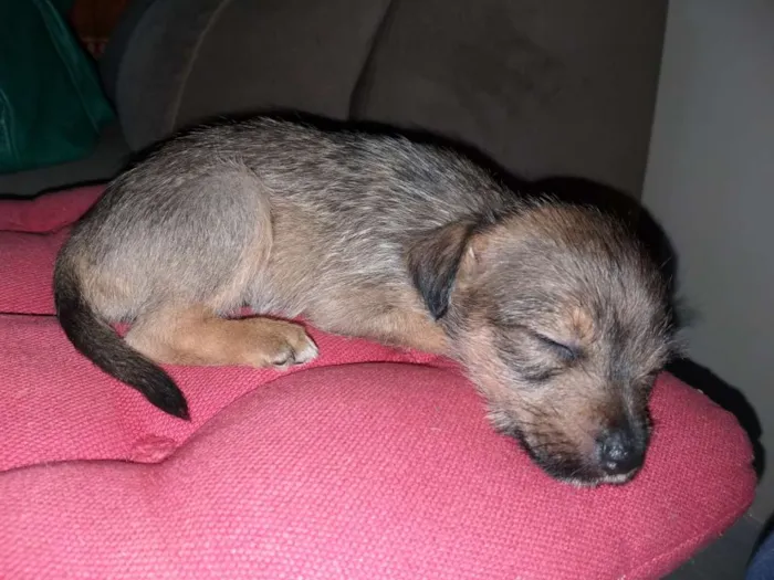 Cachorro ra a Indefinida idade Abaixo de 2 meses nome Ainda sem nome