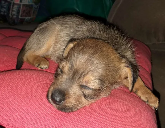 Cachorro ra a Indefinida idade Abaixo de 2 meses nome Ainda sem nome