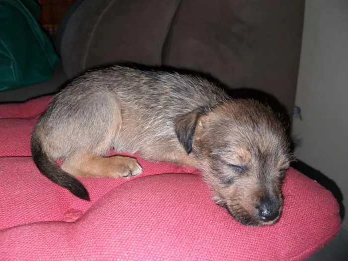 Cachorro ra a Indefinida idade Abaixo de 2 meses nome Ainda sem nome