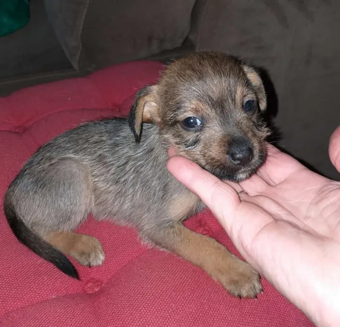 Cachorro ra a Indefinida idade Abaixo de 2 meses nome Ainda sem nome