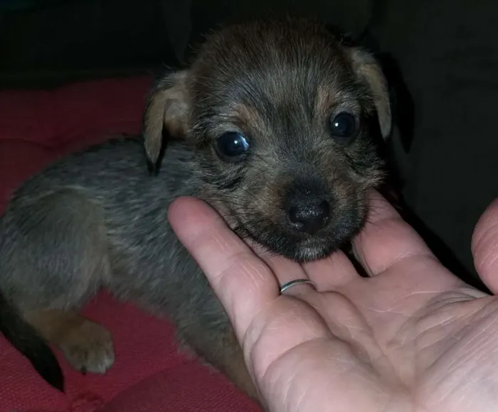 Cachorro ra a Indefinida idade Abaixo de 2 meses nome Ainda sem nome