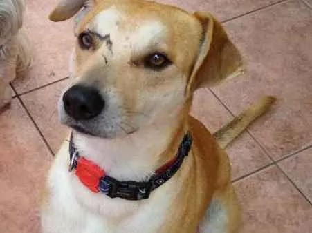 Cachorro ra a Srd idade 1 ano nome Bob
