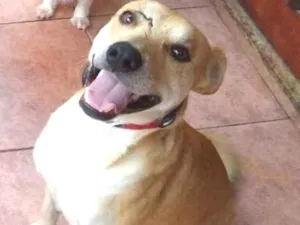 Cachorro raça Srd idade 1 ano nome Bob