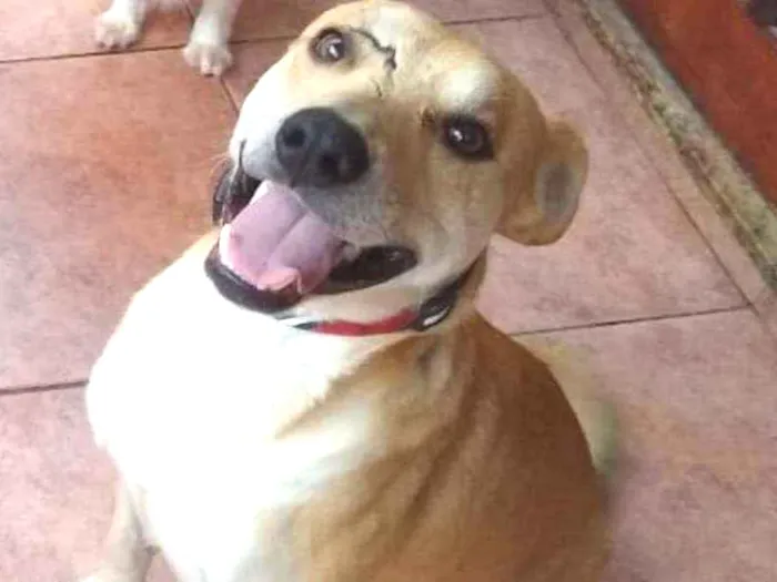 Cachorro ra a Srd idade 1 ano nome Bob