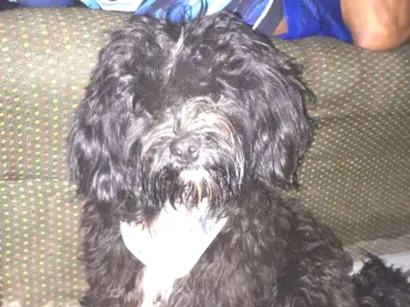 Cachorro raça SRD-ViraLata idade 7 a 11 meses nome Kadu