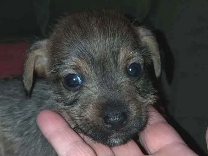 Cachorro ra a Indefinida idade Abaixo de 2 meses nome Ainda sem nome