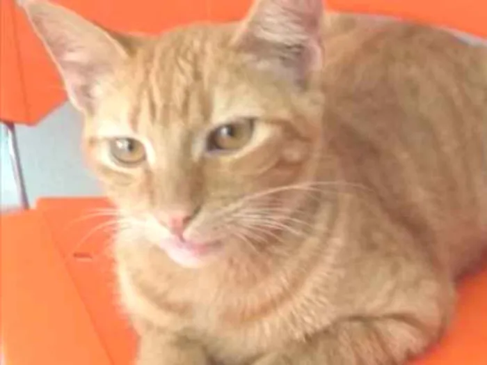 Gato ra a SRD  idade 2 a 6 meses nome Nino e Pepeu 