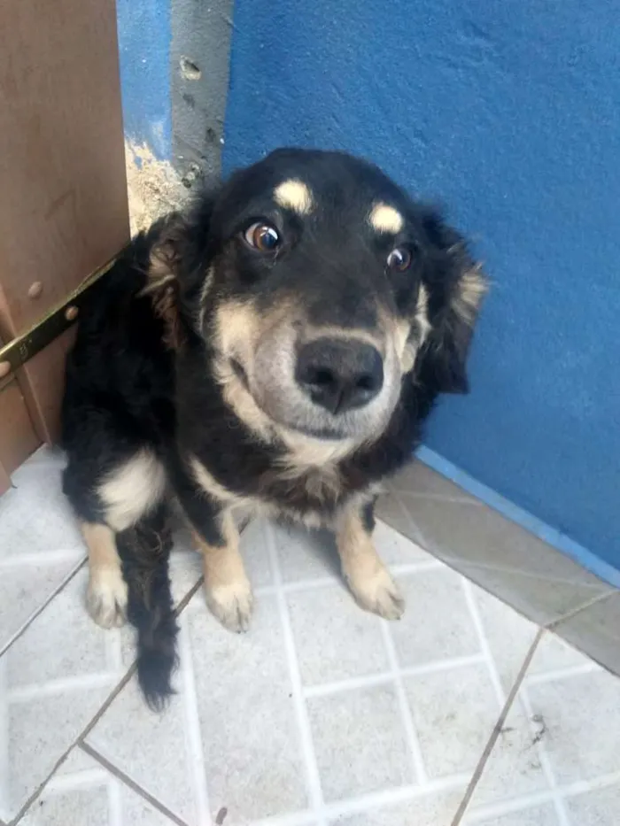 Cachorro ra a  idade 2 a 6 meses nome Não tem nome