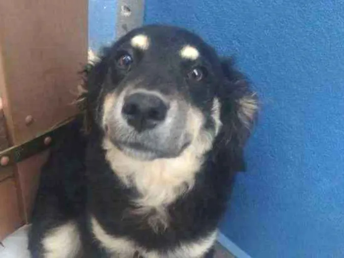 Cachorro ra a  idade 2 a 6 meses nome Não tem nome