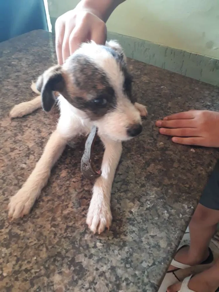 Cachorro ra a Vira lata idade 2 a 6 meses nome Litle 