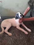Big
