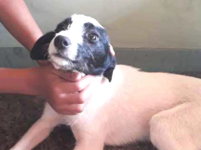 Cachorro ra a Vira lata idade 2 a 6 meses nome Big