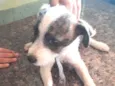 Litle 