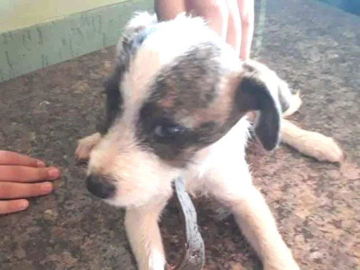Cachorro ra a Vira lata idade 2 a 6 meses nome Litle 