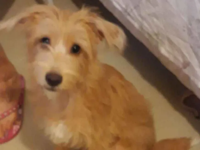 Cachorro raça SRD idade 2 a 6 meses nome Luke