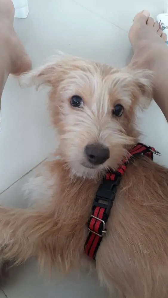 Cachorro raça SRD idade 2 a 6 meses nome Luke