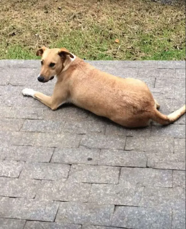 Cachorro ra a vira-lata idade 4 anos nome tica