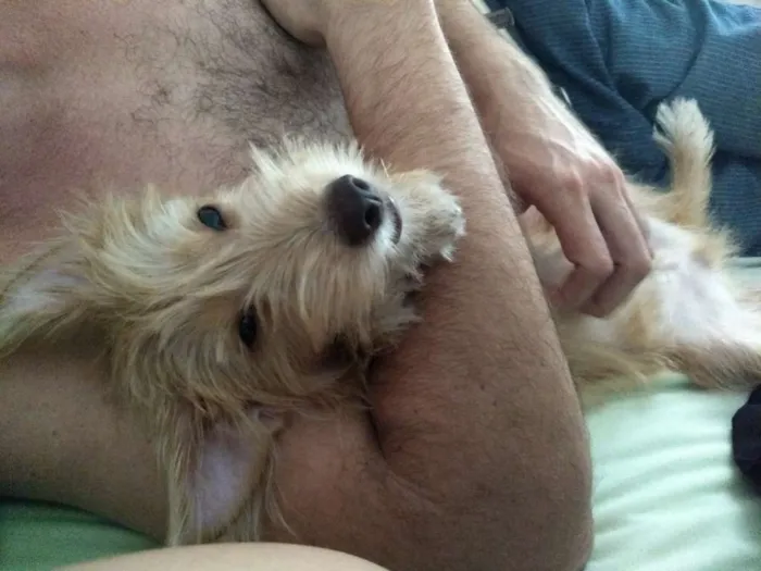 Cachorro raça SRD idade 2 a 6 meses nome Luke