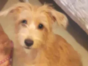 Cachorro raça SRD idade 2 a 6 meses nome Luke