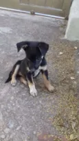 Bolinha