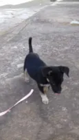 Bolinha