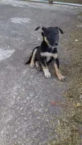 Bolinha