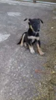 Bolinha