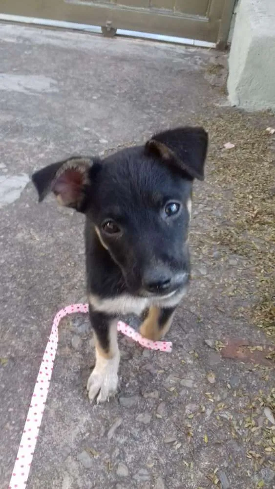 Cachorro ra a Vira-lata idade 2 a 6 meses nome Bolinha