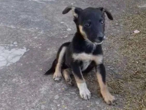 Cachorro ra a Vira-lata idade 2 a 6 meses nome Bolinha