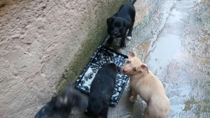 Cachorro ra a vira lata idade 2 a 6 meses nome n tem nome