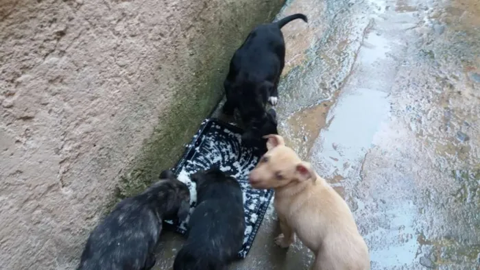 Cachorro ra a vira lata idade 2 a 6 meses nome n tem nome