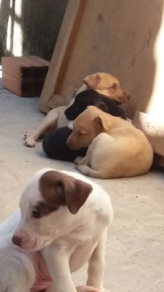 Cachorro ra a vira lata idade 2 a 6 meses nome n tem nome