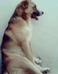 Tufao