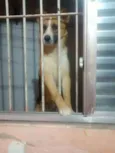 Tufao