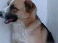 Tufao