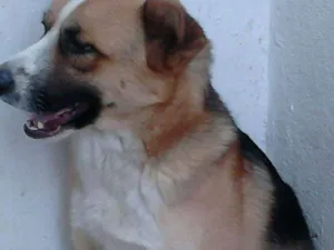 Cachorro raça vira lata com pastor alemão  idade 6 ou mais anos nome Tufao