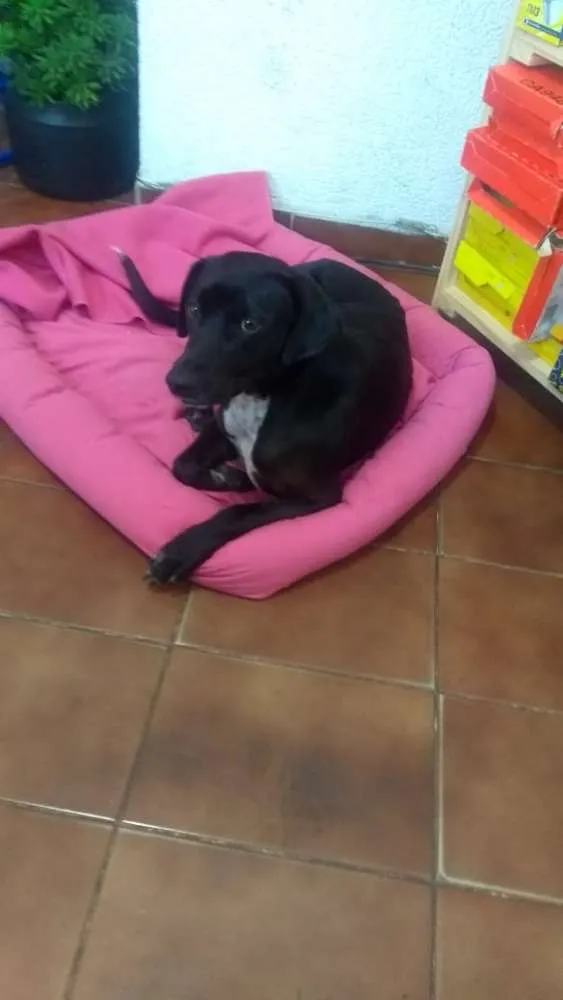 Cachorro ra a Srd idade 7 a 11 meses nome Thor