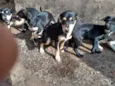 São vários animais