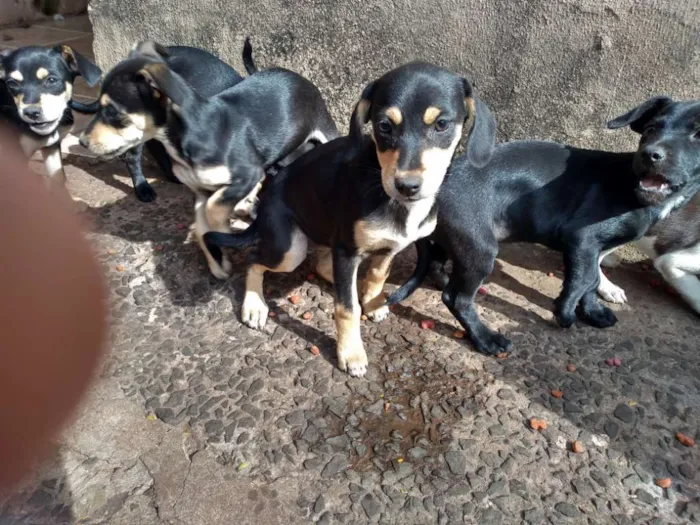 Cachorro ra a Viralata idade 2 a 6 meses nome São vários animais